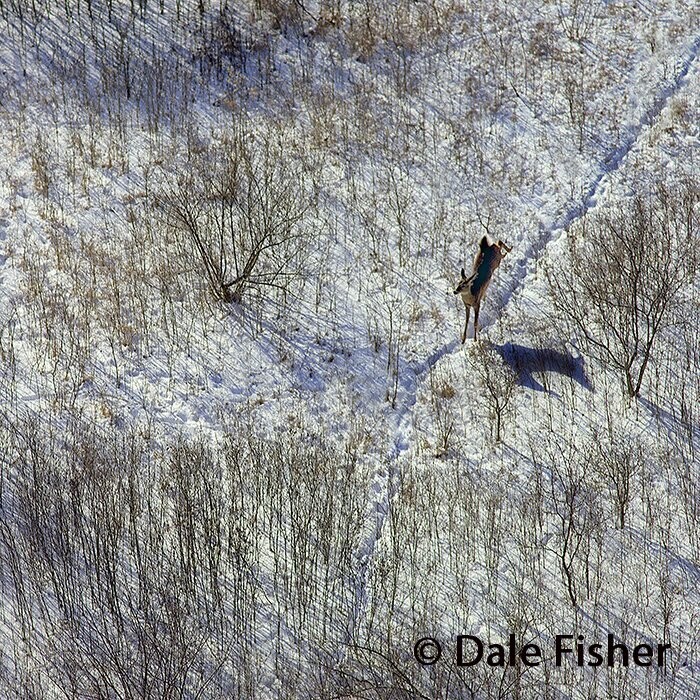 Deer Trail High Step