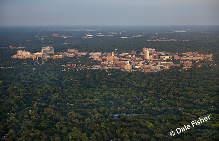 Ann Arbor Amongst the Trees