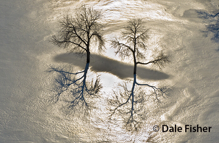 Shimmering Trees