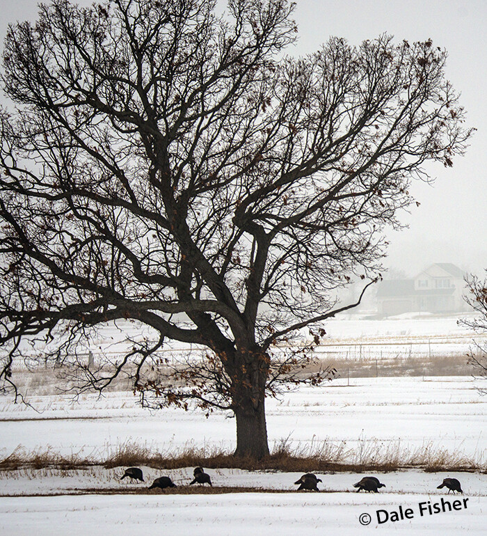 Winter Turkeys