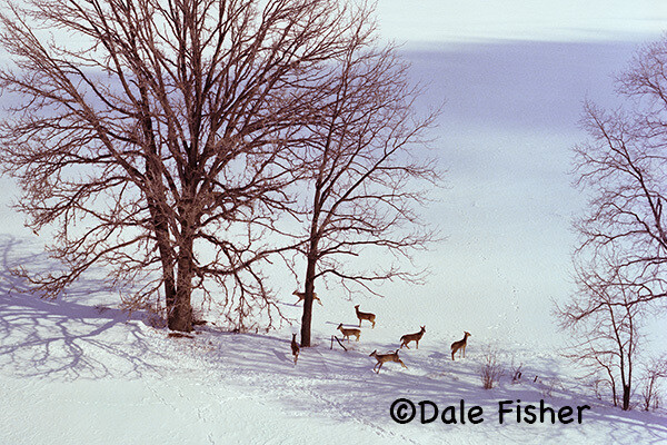 Winter Deer