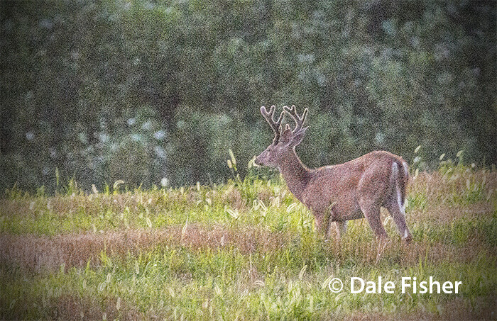 8 pt Buck