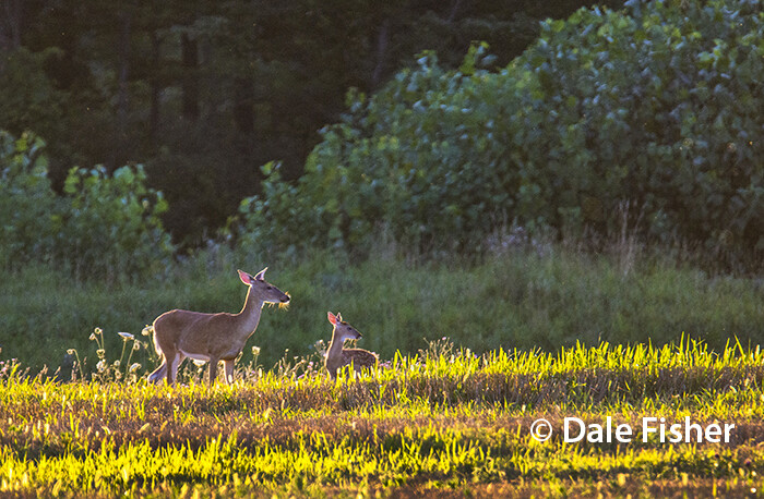 Doe & Fawn On Wheat Pile