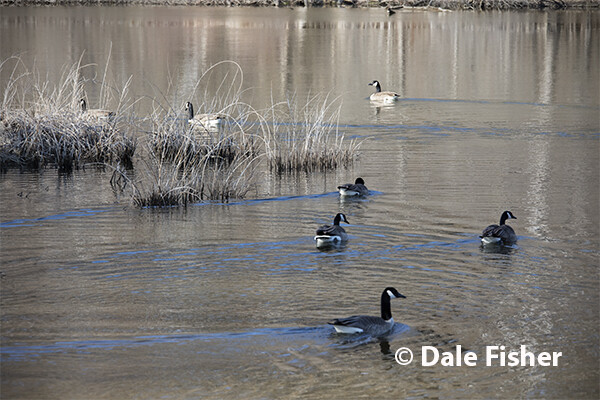 Delhi Geese