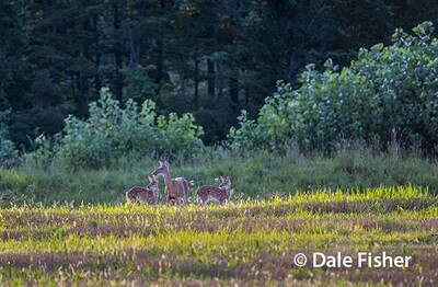 Doe and Twin Fawns