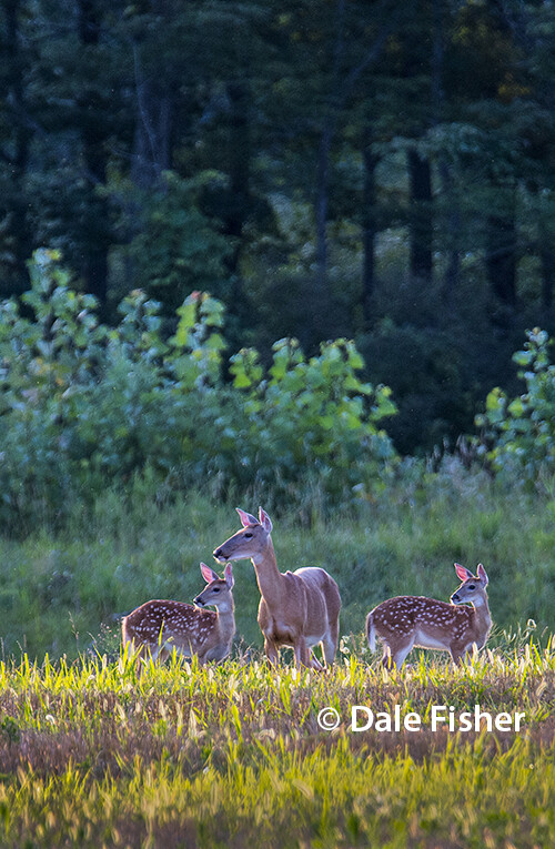 Doe & Twin Fawns vertical