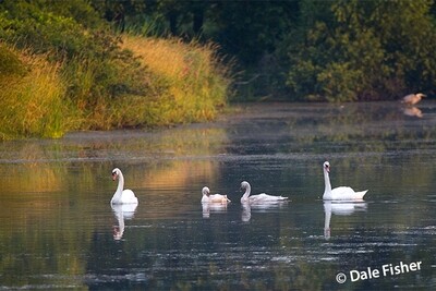 Guenther Pond Swans - 2