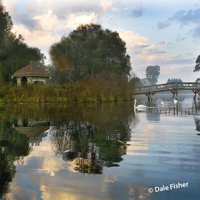 Gunther Pond Swans by Bridge