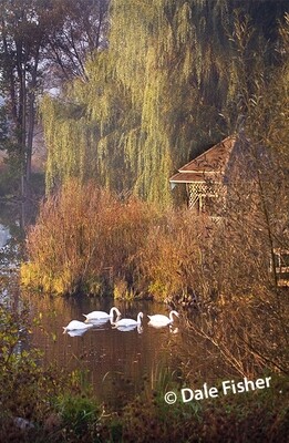 Misty Morning Swans