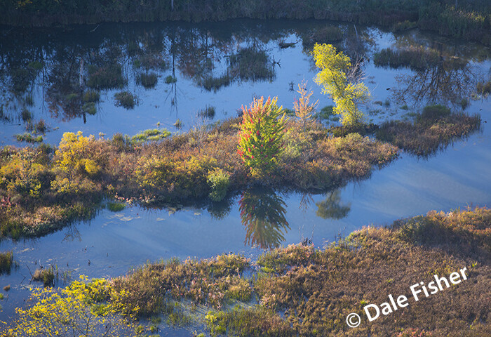 Fall Beginnings Wetlands