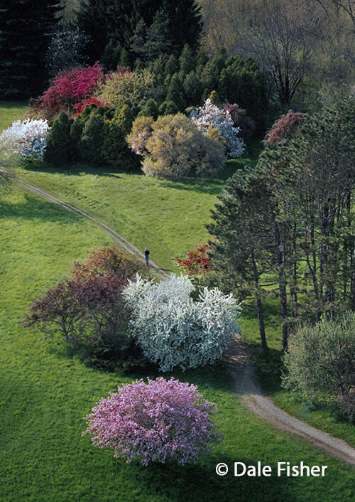Spring Path