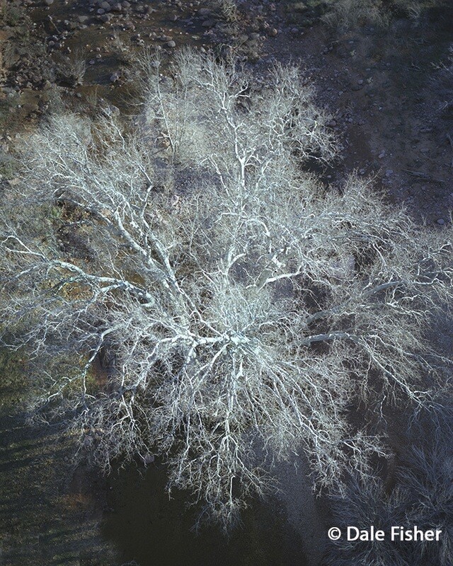 Palo Verde