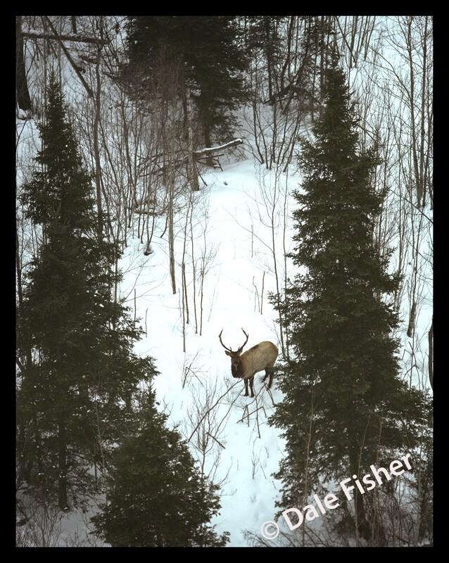 Winter Elk
