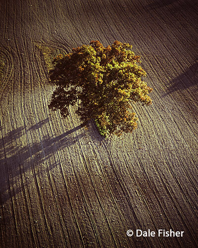 Harvest Tree