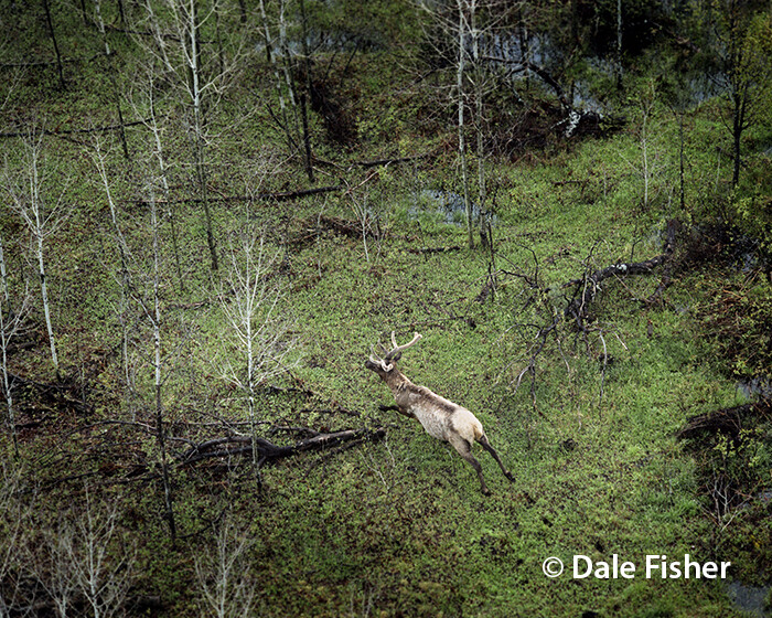 Bull Elk