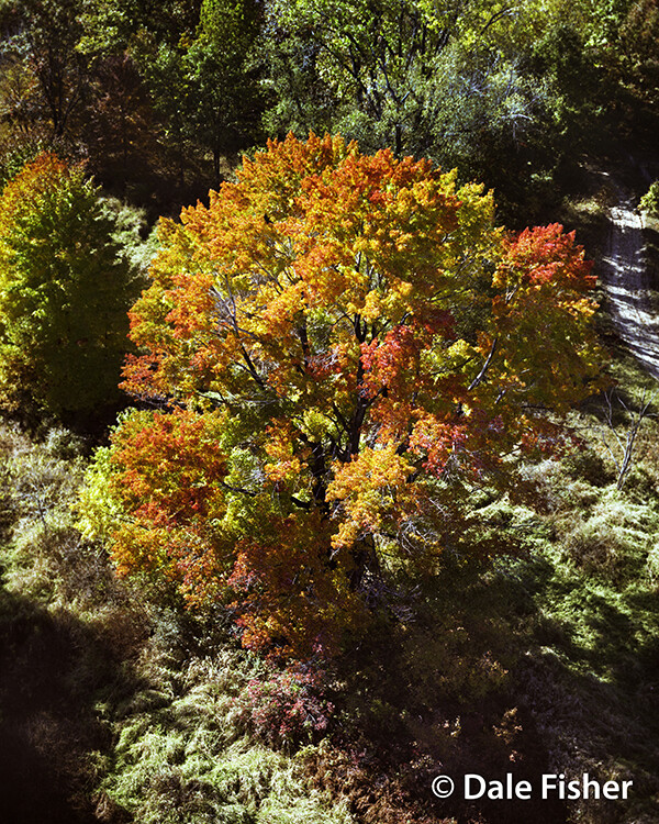 Autumn Brilliance