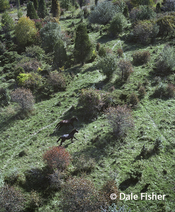 Ancient Horse Valley