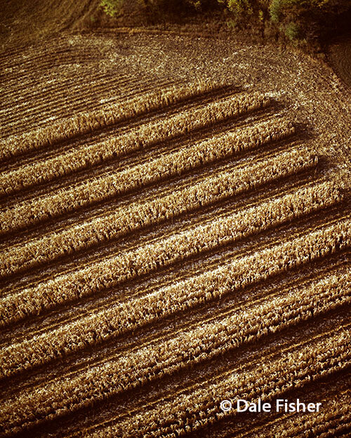 Harvest Pattern