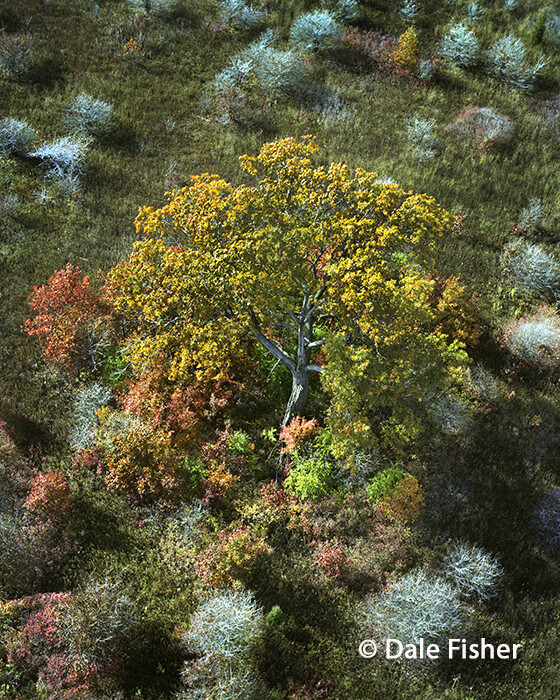 Ancient Oak