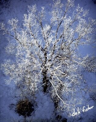Ice Tree #1123