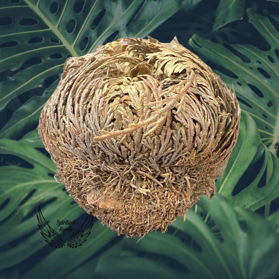 Rose Of Jericho