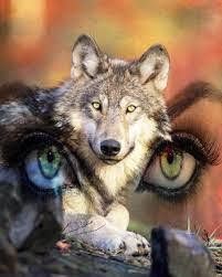 Communication animale intuitive & lithothérapie