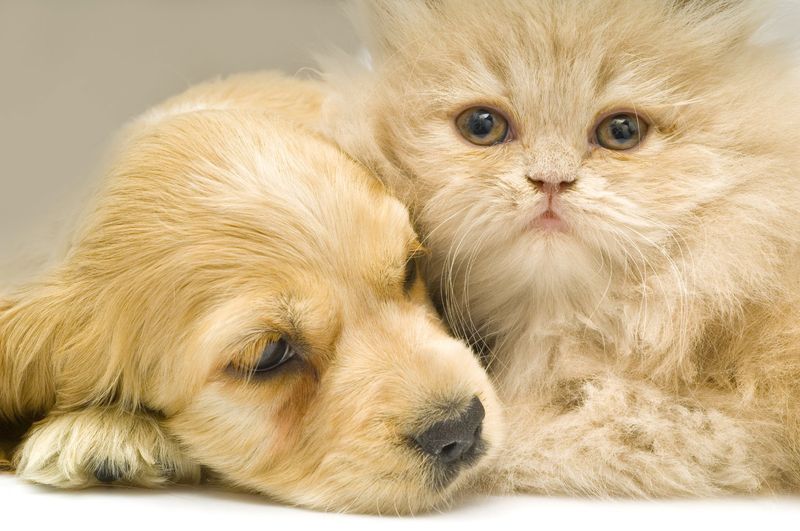 Communication animale et conseils pour les soins énergétiques en visioconférence