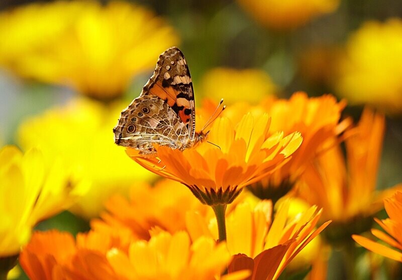Calendula & Sweet Orange Bath Salt