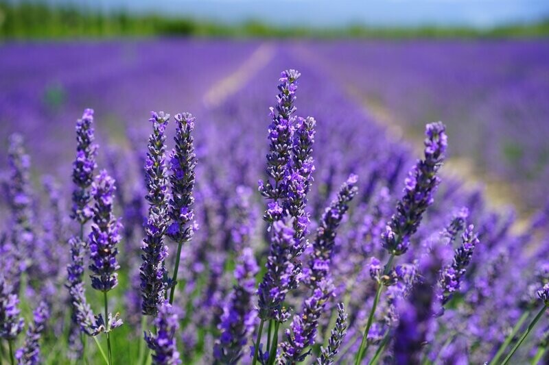 Lavender & Eucalyptus Bath Salt