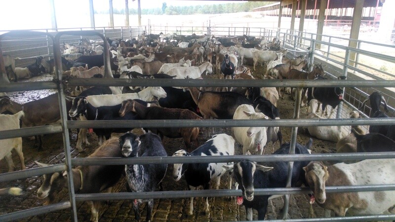 Add-on Individual milk culture (cow/goat)