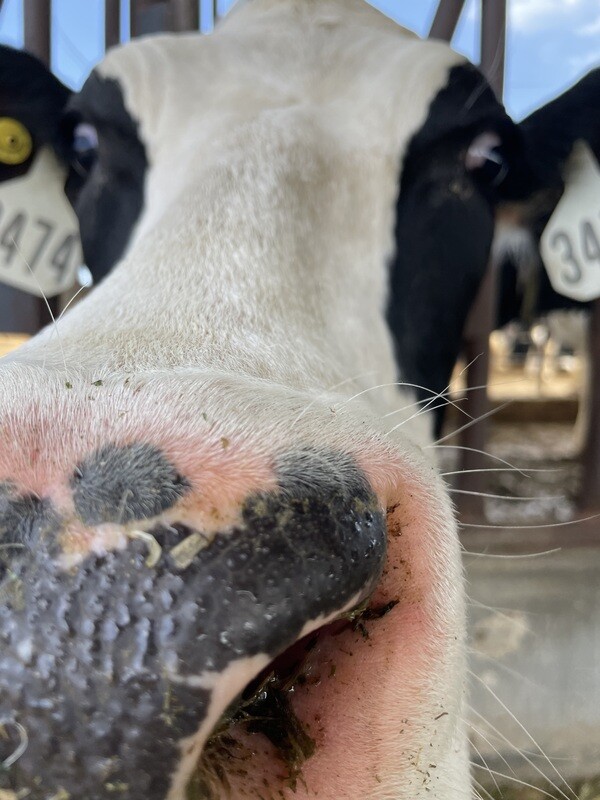Add on- Somatic Cell Count (SCC) and Components (Protein, Butterfat, Lactose)