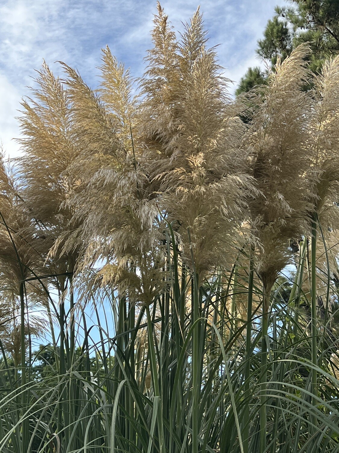 Fresh Pampas Grass