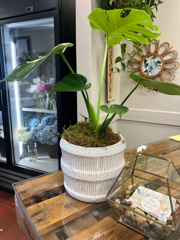 Jara Pot With Plant