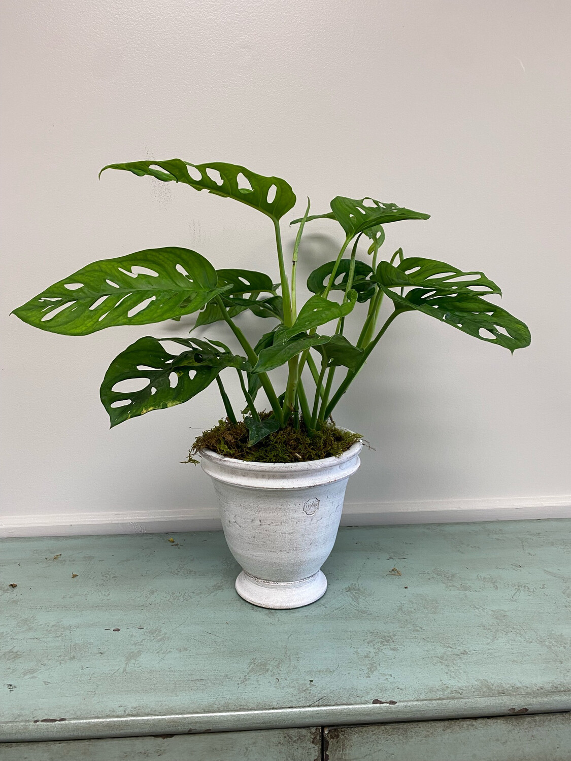 Wakefield Handmade Dryden Pot With Plant Wakefield Handmade Dryden Pot With Plant