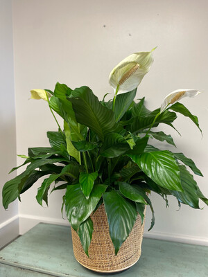 Extra Large Peace Lily in Rattan Planter