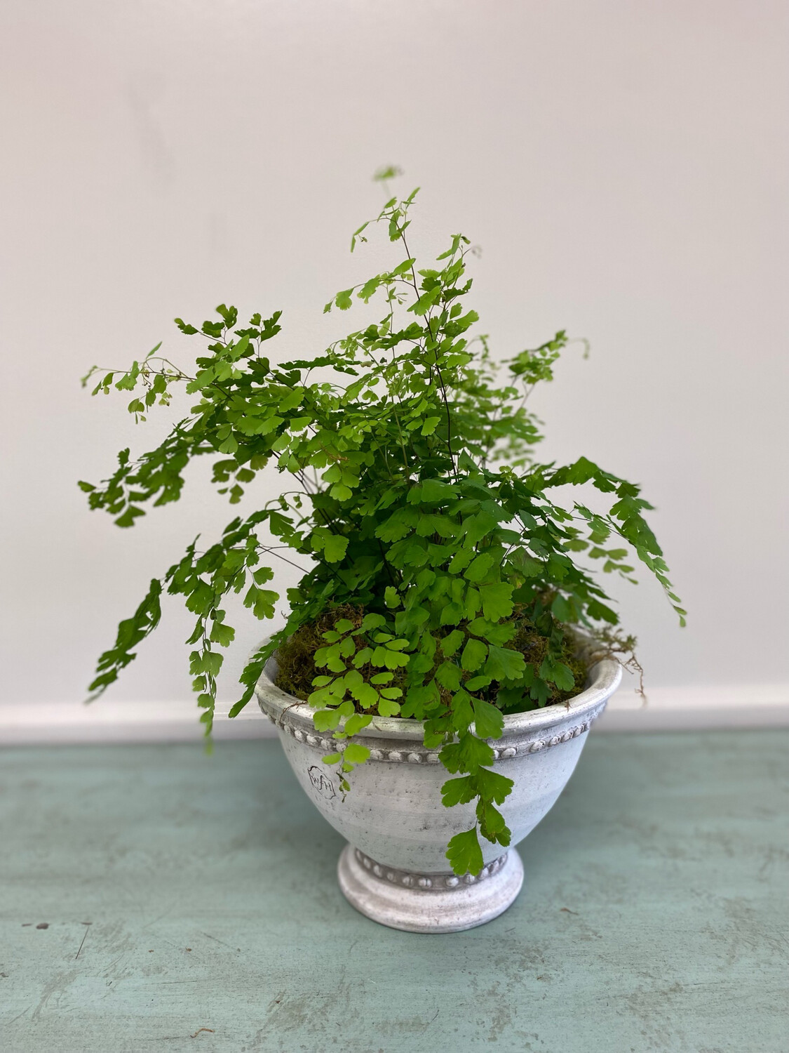 Handmade Old ham Rockdale Pot With Plant