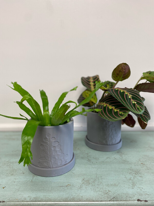 Sampson Pot With Plant