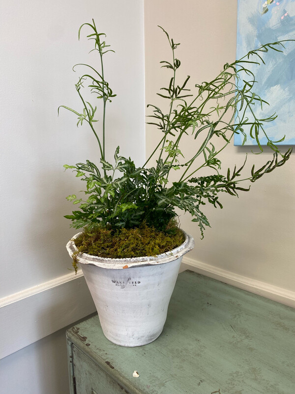 Handmade Norwood Pot With Plant