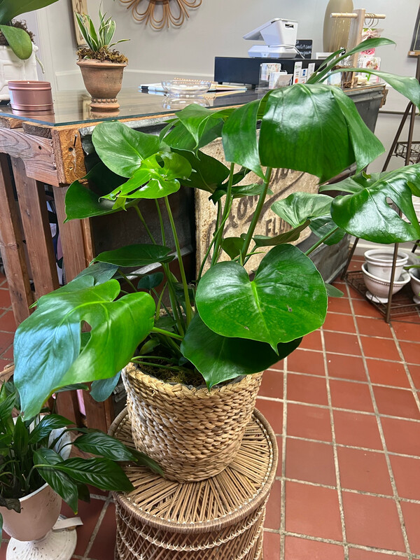 8” Split Leaf Philodendron In Pot