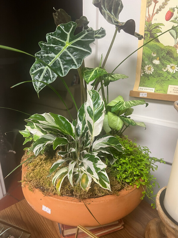 Terracotta Bowl With Potted Houseplants