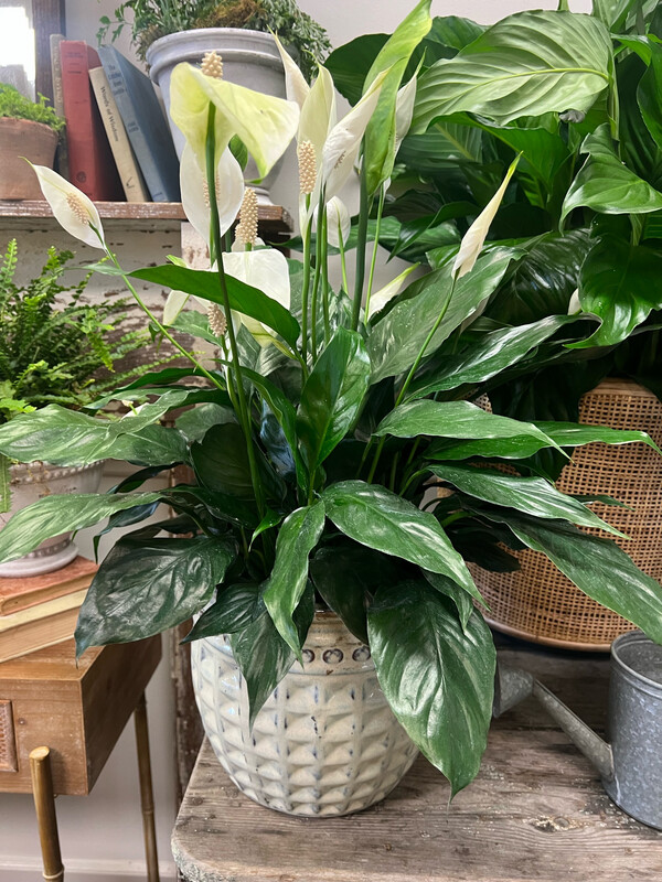 Peace Lily In White Pot