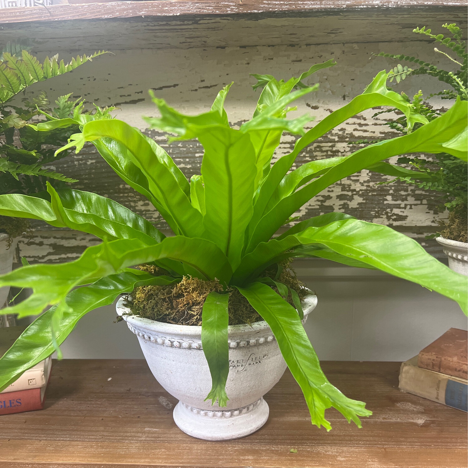 Handmade White Pottery With Live Plant