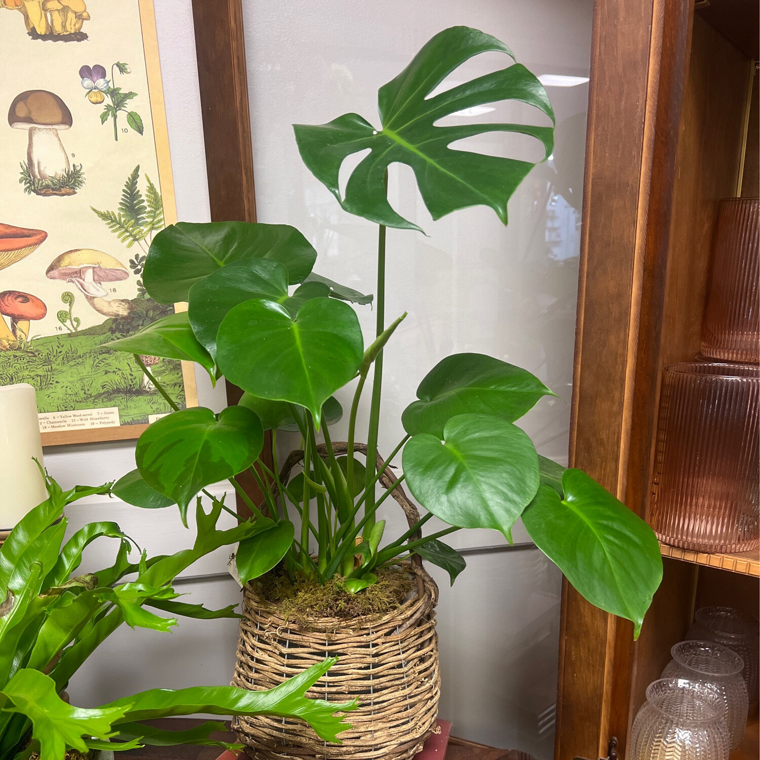 Woven Basket With Handle And Plant