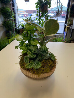 Wooden Bowl With Plants