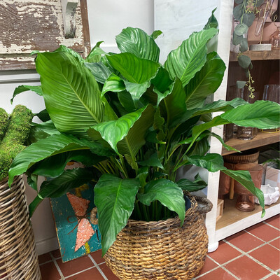 Large Arkan Basket With Extra Large Peace Lilly