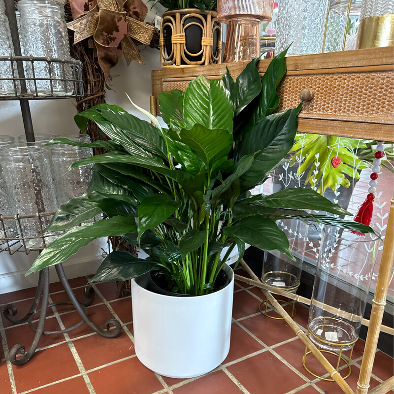 Kendall Pot With Plant