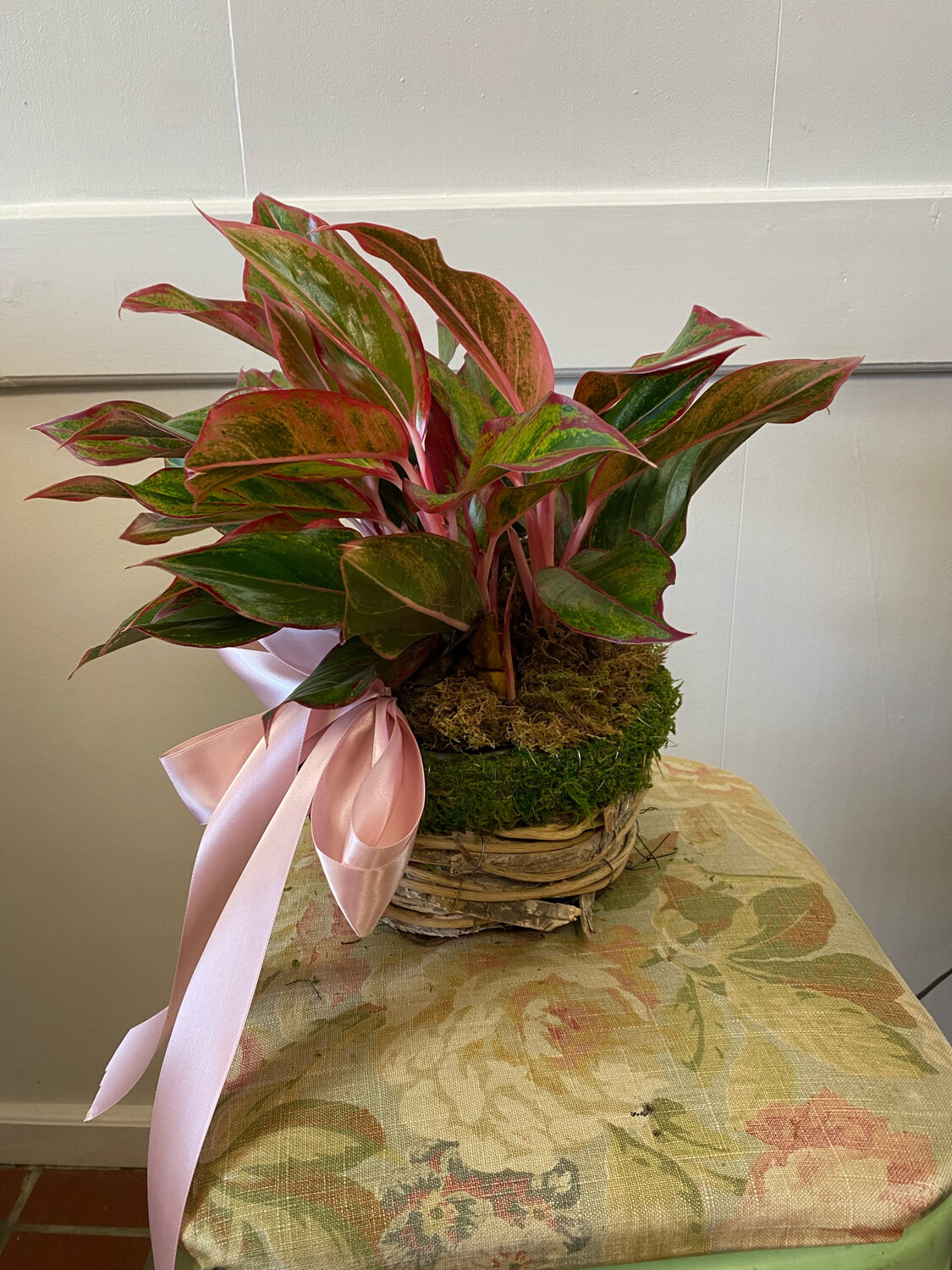Moss Basket with Plant