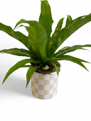 Small Checkered White And Tan Pot With Plant