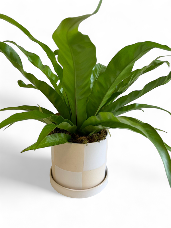 White And Tan Pot With Plant