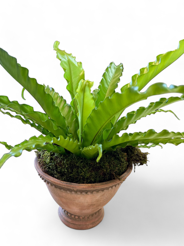 Terra Cotta Hand Made Pottery With Plant